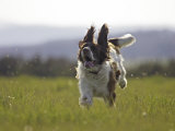 English Springer Spaniel, Scotland