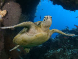Green Sea Turtle, Sipidan, Malaysia