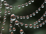 Beads of Dew on a Spiderweb