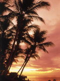 Buy Silhouetted Palm Trees, Costa Rica at AllPosters.com