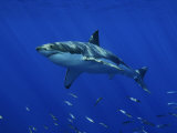 Great White Shark, Guadalupe Island, Mexico