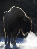 European Bison, Adult Female Showing Breath on Frosty Morning (Captive), Scotland