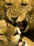 Buy Lions, Lion Pair Mating, Masai Mara, Kenya at AllPosters.com