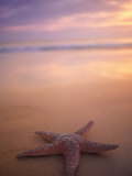 Starfish, Pigeon Pt, Tobago