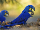 Buy Hyacinth Macaws, Parrots Eating Brazil Nuts, Brazil at AllPosters.com