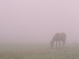 Horses in Fog