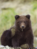 Grizzly Bear, Cub with Paw in Air, Alaska