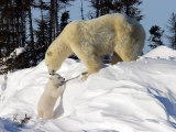 Two Month Old Cub and Mother Polar Bear