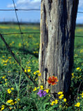 Buy Early Spring Flowers, Fence Post, TX at AllPosters.com