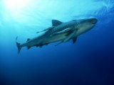 Tiger Shark, Aliwal Shoal, South Africa