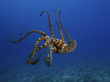 Day Octopus, Hawaii
