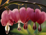 Buy Bleeding Hearts (Dicentra Spectabilis) at AllPosters.com