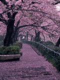 Garden Walkway, Trees in Blossom, Tokyo, Japan