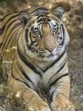 Buy Bengal Tiger, Portrait of Male Tiger, Madhya Pradesh, India at AllPosters.com