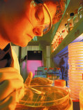 Buy Woman with Petri Dish Working in Lab at AllPosters.com