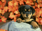 Rottweiler, Puppy Playing in Autumn