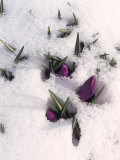 Purple Flowers in Snow