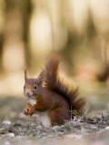 Red Squirrel, Sat on Ground in Leaf Litter, Lancashire, UK