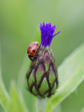 Seven Spot Ladybird on Flower Bud of Cornflower, Scotland