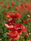 Red Poppy Field