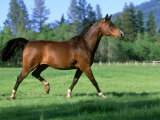 Buy Arabian Horse, Running Montana at AllPosters.com