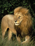 Lion, Masai Mara Game Resv, Kenya, Africa
