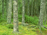 Moss Spruce Trees, Acadia National Park, Duck Brook, ME
