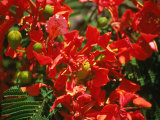 Poinciana Tree Blossoms, Bermuda
