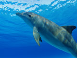 Buy Atlantic Bottlenose Dolphin, Bahamas at AllPosters.com