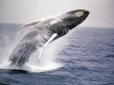 Humpback Whale