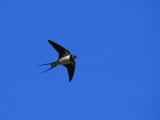 Swallow in Flight, Pembrokeshire, UK