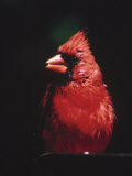 Male Cardinal