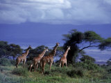 Four Giraffes