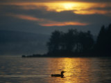 Single Loon at Sunrise, Lake Umbagog, Errol