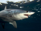 Mako Shark, Cape Point, Atlantic Ocean