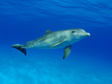 Buy Atlantic Bottlenose Dolphin, Bahamas at AllPosters.com