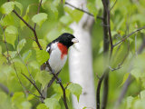 Rose-Breasted Grosbeak, Ile Bizard, Canada