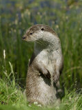 European Otter, Standing on Hind Legs, Sussex, UK