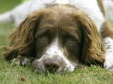 Springer Spaniel, Scotland
