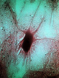 Buy Nerve Cell (Neuron from Spinal Cord) at AllPosters.com