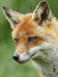 Red Fox, Portrait, Sussex, UK