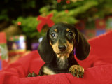 Buy Dachshund Puppy, USA at AllPosters.com