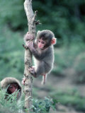 Buy Snow Monkeys at AllPosters.com