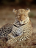 Leopard, East Africa