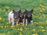 Buy Domestic Pigletssus Scrofamontana at AllPosters.com
