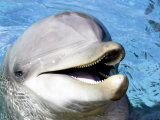 Buy Bottlenose Dolphin, Teeth and Eye, USA at AllPosters.com
