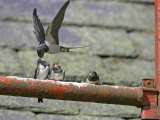 Swallow, Adult Feeding Chick, Scotland
