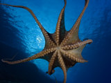 Day Octopus, Male, Hawaii