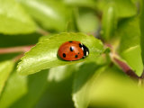 7-Spot Ladybird, Basking on Hawthorn Leaf, Middlesex, UK