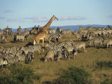 Kenya, Masia Giraffe and Herd of Zebra